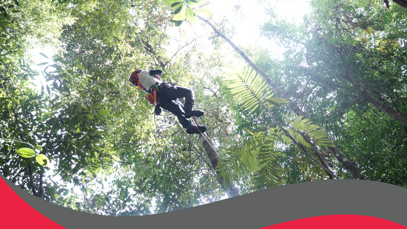 Teknologi TECH4ALL Huawei cegah pembalakan haram, lindungi hutan Sarawak